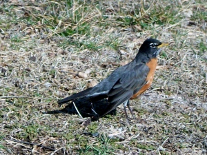 1st robin of the year